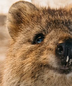 Quokka selfie